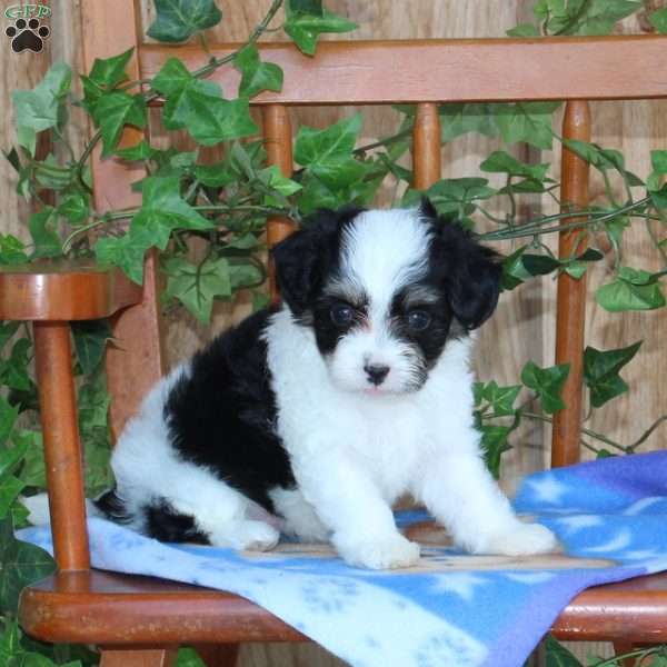 Peaches, Maltipoo Puppy